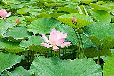 《星空》XSX＆S版将锁30帧 以确保游戏逼真度